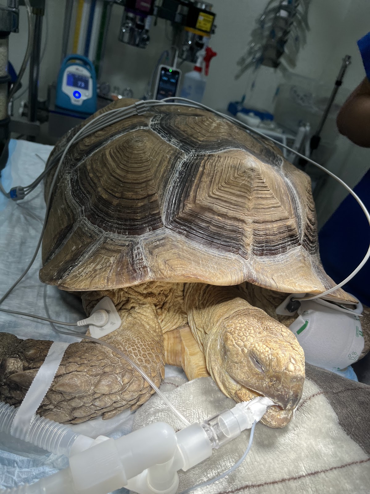 Centro Veterinario HAPPY PETS — foto 2