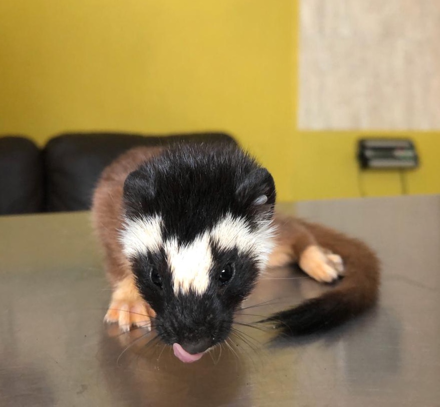 Centro Veterinario HAPPY PETS — foto 3