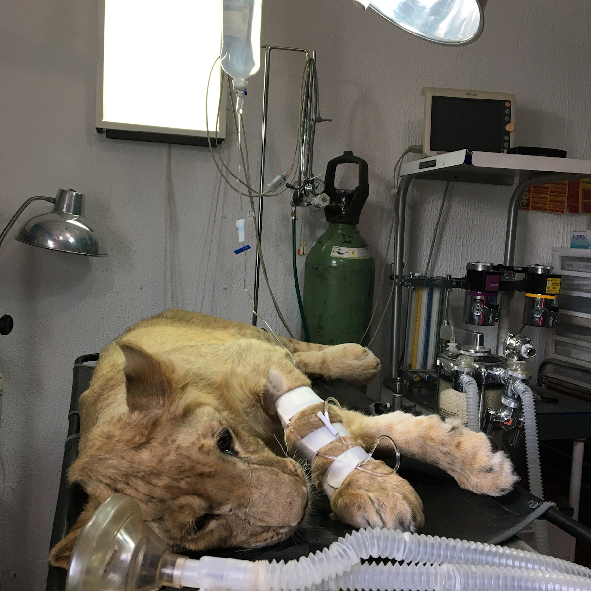 Centro Veterinario HAPPY PETS — foto 4
