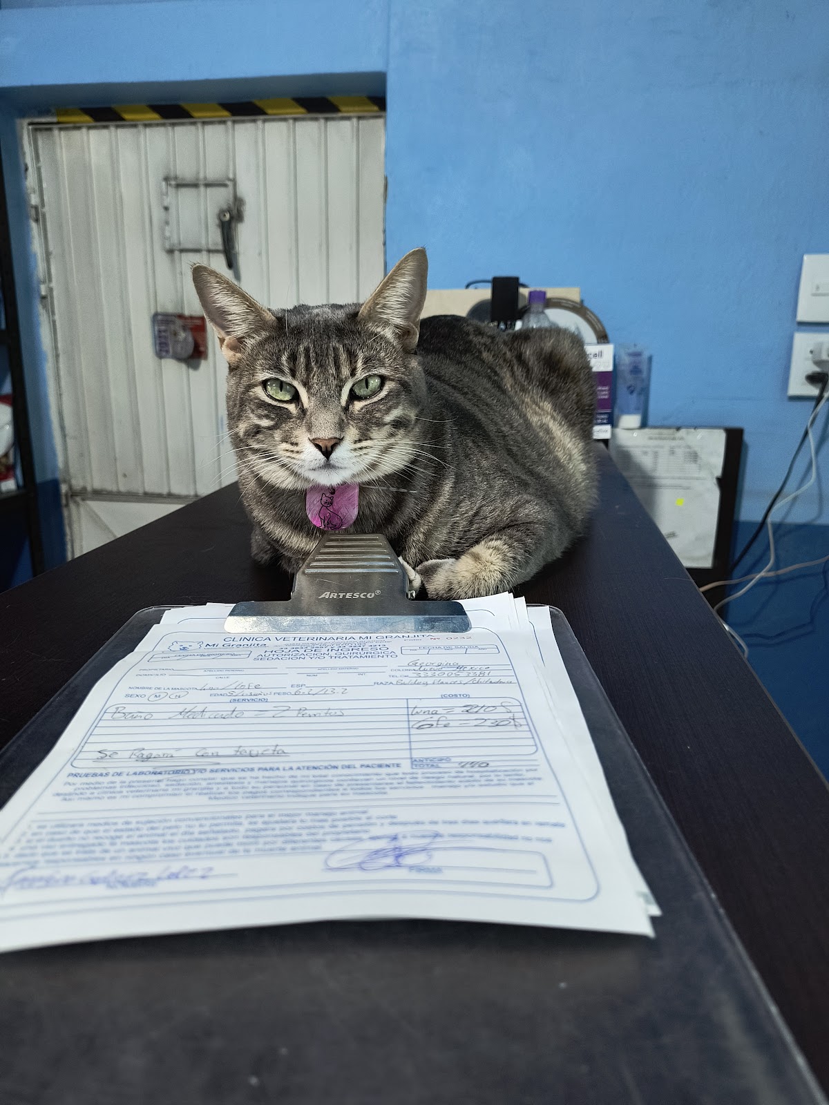 Veterinaria Mi Granjita — foto 3