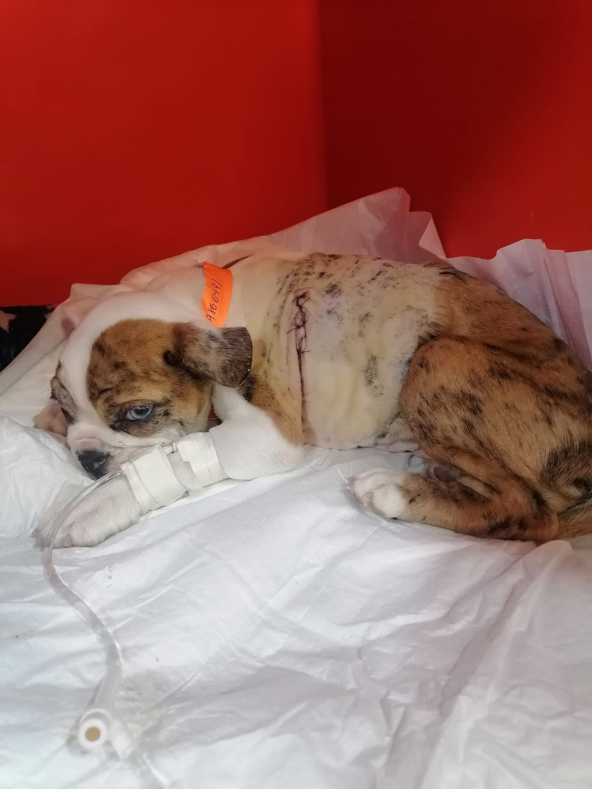 Consultorio Veterinario Carlos García Alcaraz — foto 2