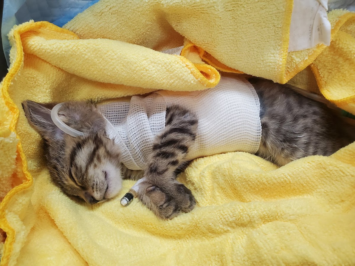 Consultorio Veterinario Carlos García Alcaraz — foto 3
