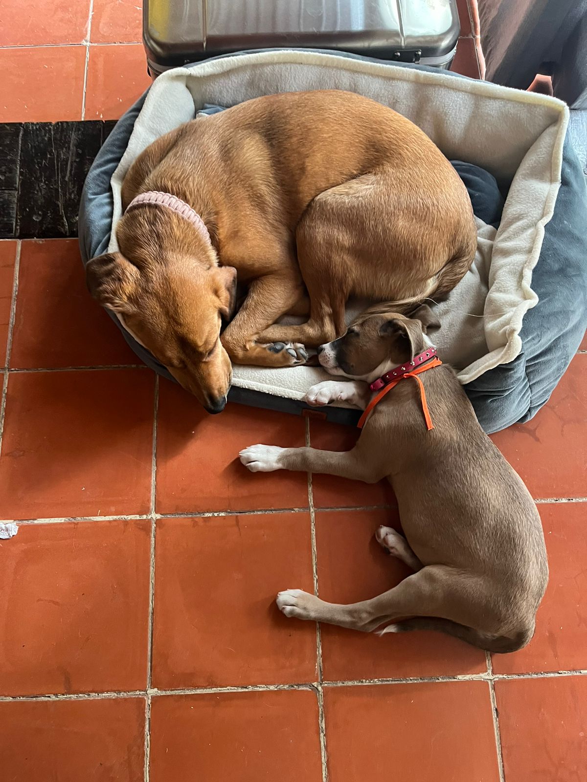 Consultorio Veterinario Carlos García Alcaraz — foto 4