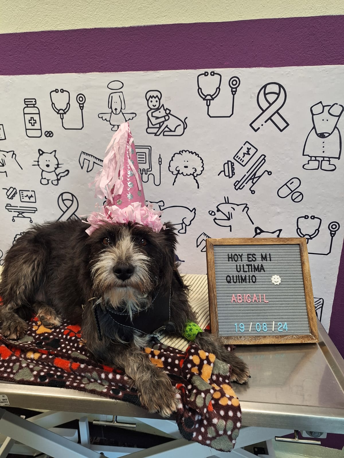 Oncología Veterinaria OncoCare Polanco — foto 3