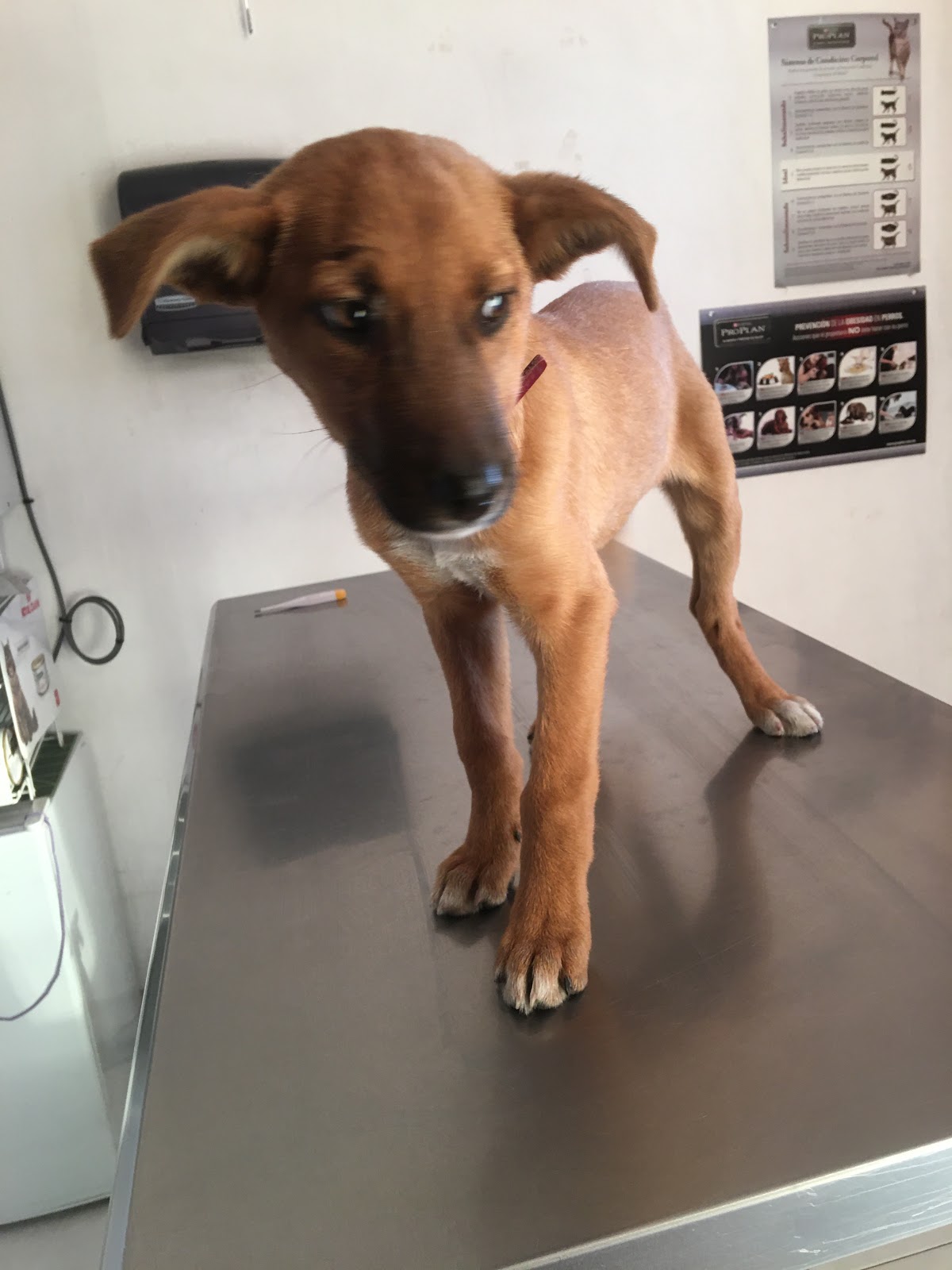 COOPERS CLÍNICA QUIRÚRGICA VETERINARIA — foto 3