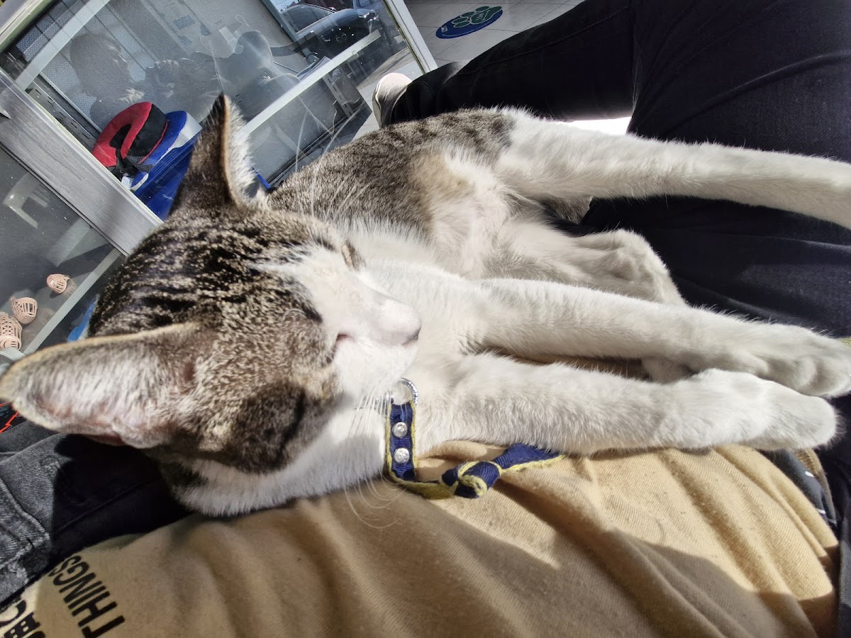 COOPERS CLÍNICA QUIRÚRGICA VETERINARIA — foto 4