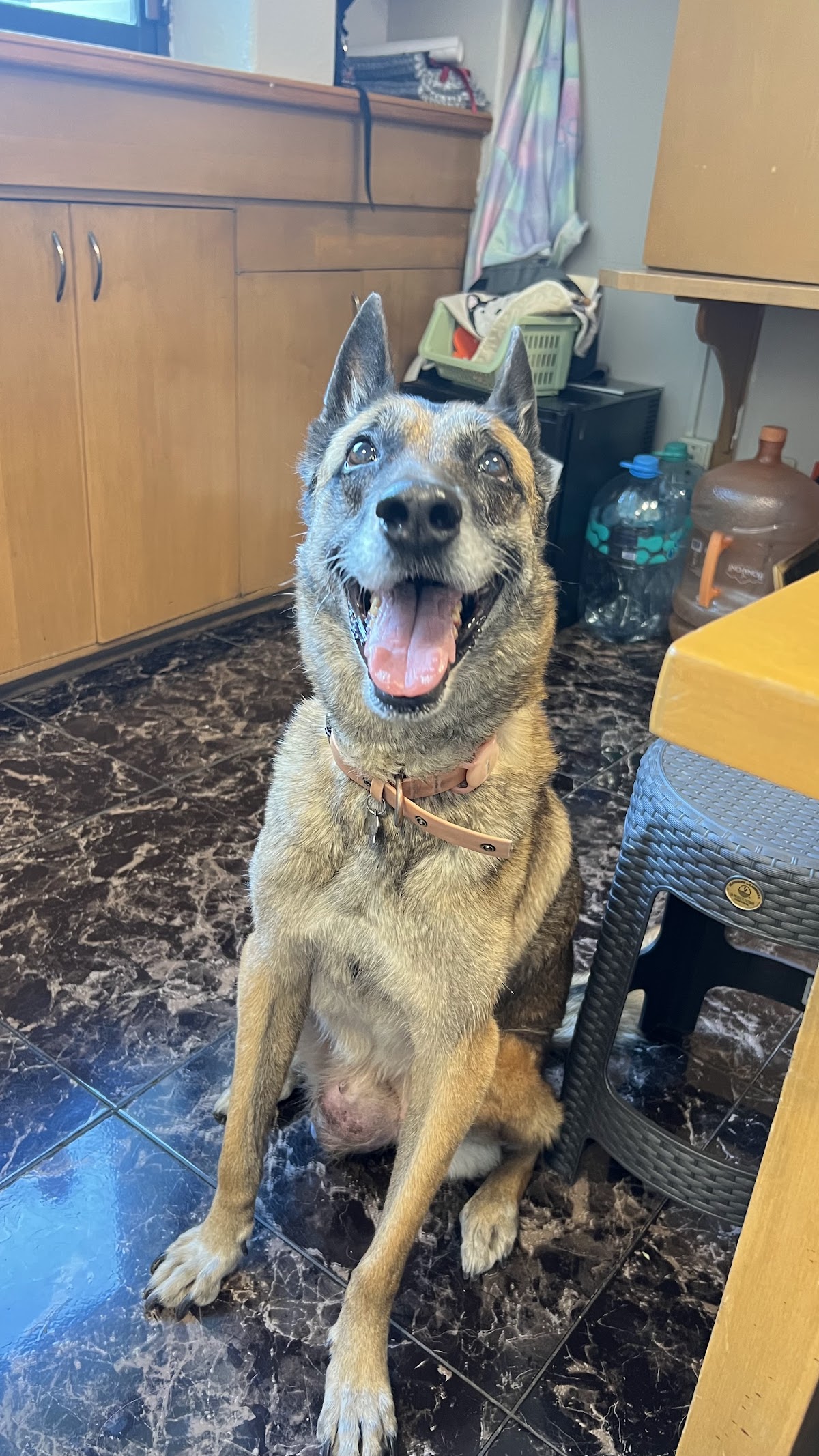 Oncología Veterinaria OncoCare Condesa — foto 4