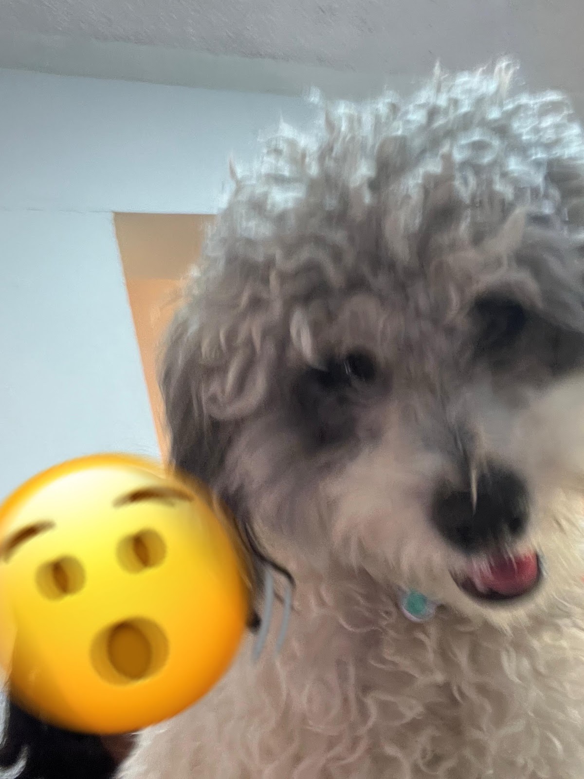 Pets Club — foto 2