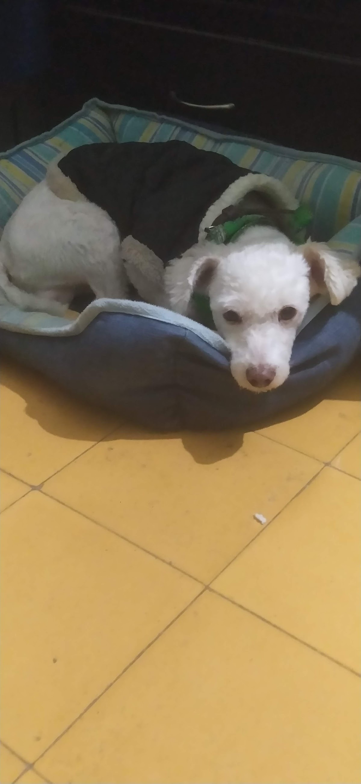 Centro Veterinario Mora — foto 2