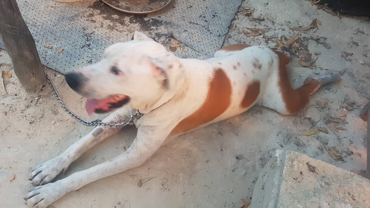 Consultorio Veterinario Flipper — foto 2