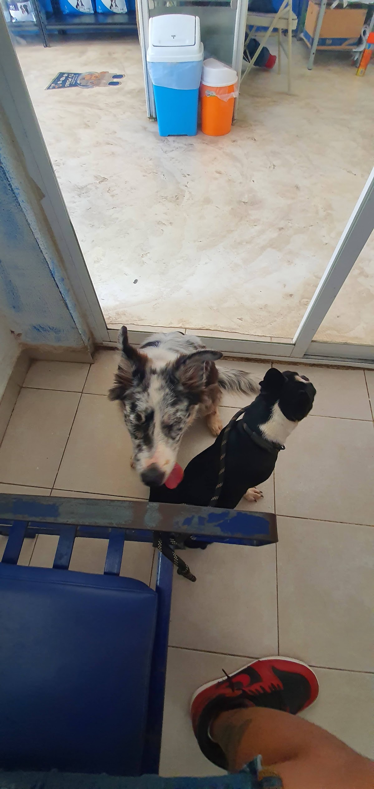 Animal Health — foto 3