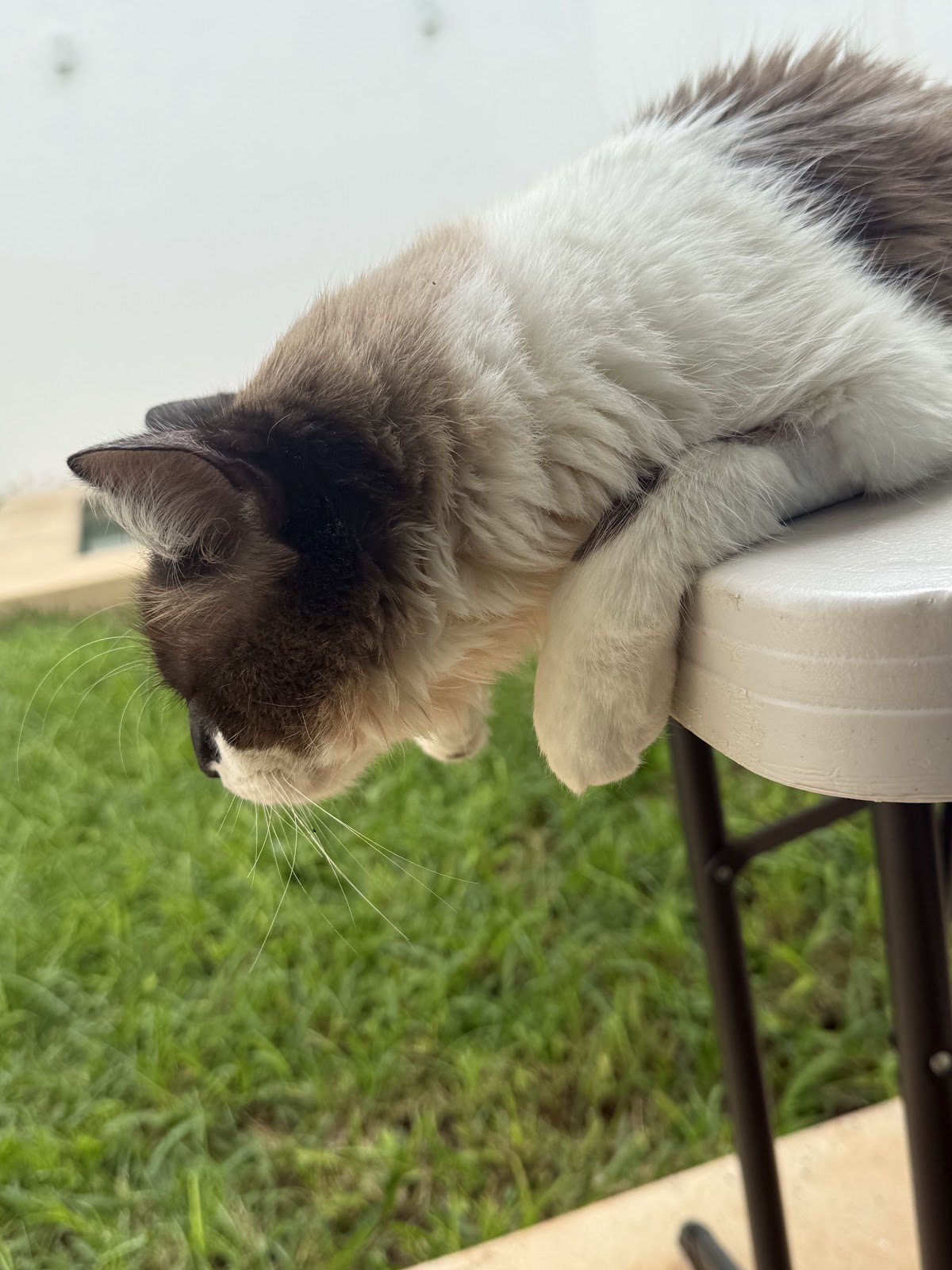 Pet Safe Mérida — foto 4
