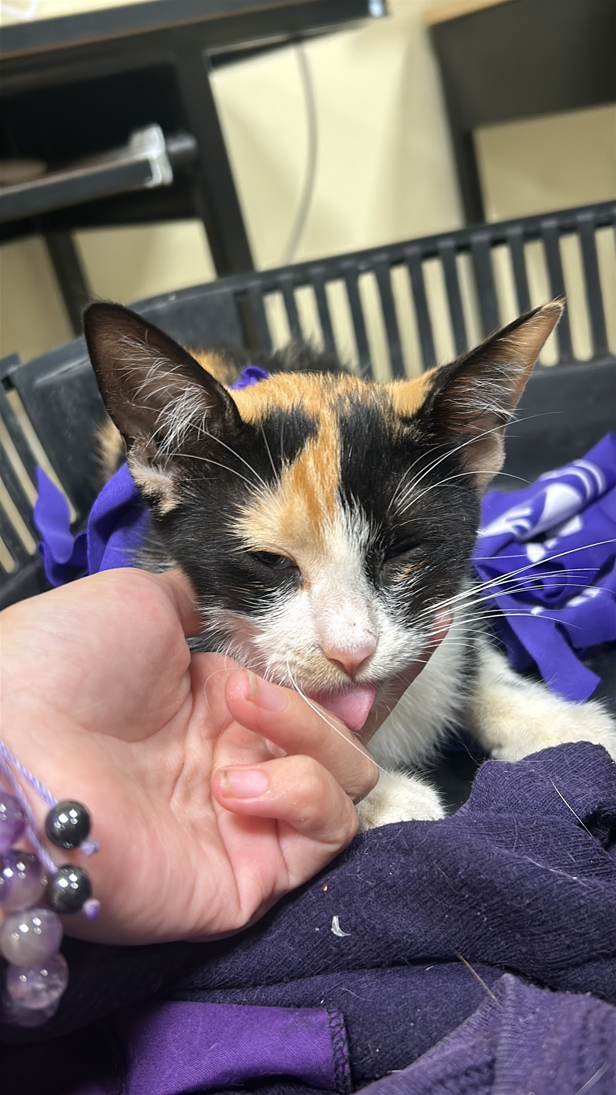 Clínica Veterinaria "Patitas Mayas" — foto 2