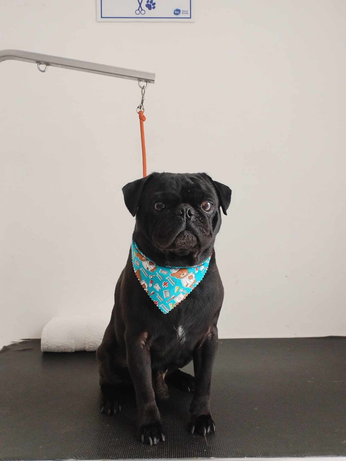 Aalak' Centro Veterinario — foto 2