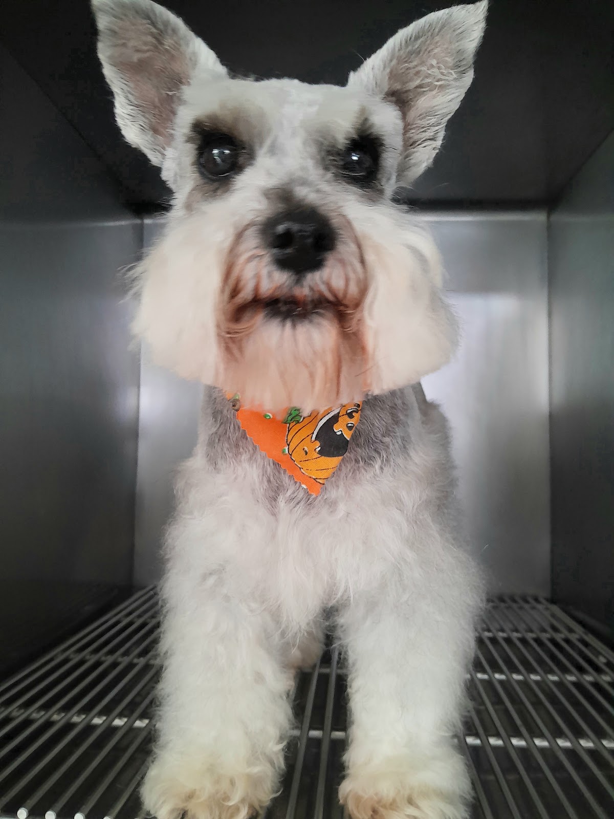 Aalak' Centro Veterinario — foto 3