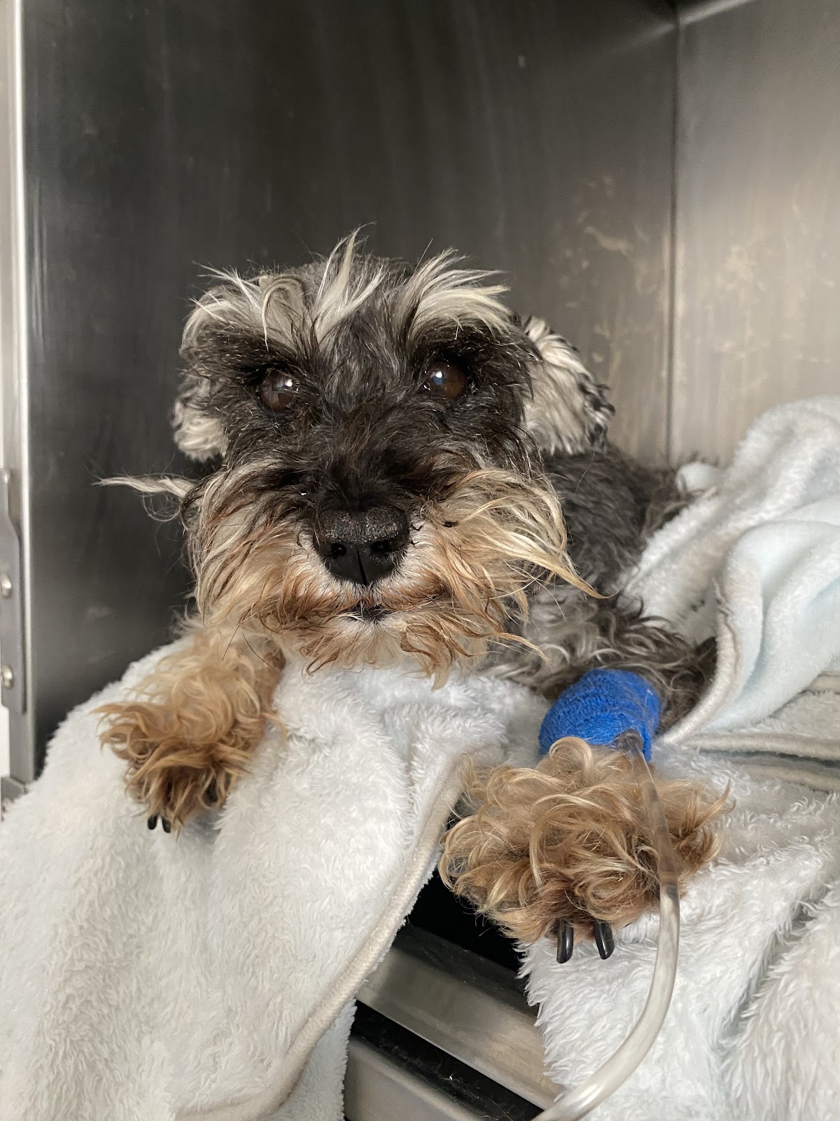 Aalak' Centro Veterinario — foto 4