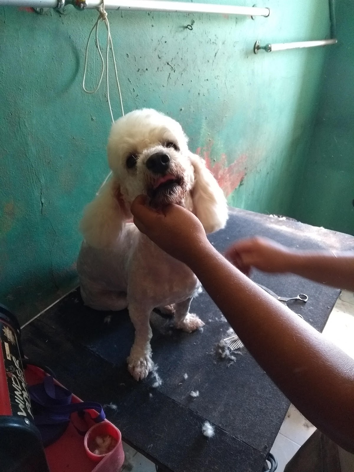 CLINICA VETERINARIA DEL PONIENTE — foto 4
