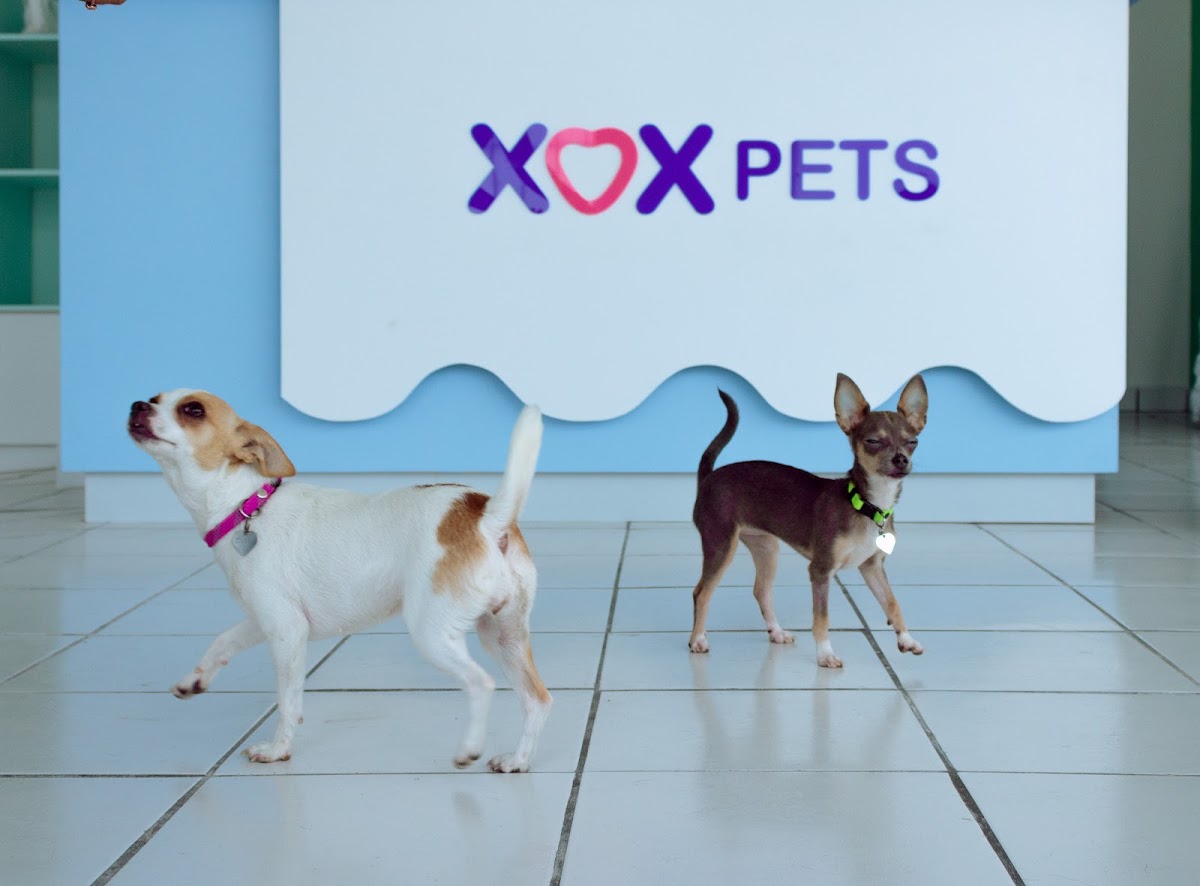 XOX Pets — foto 2