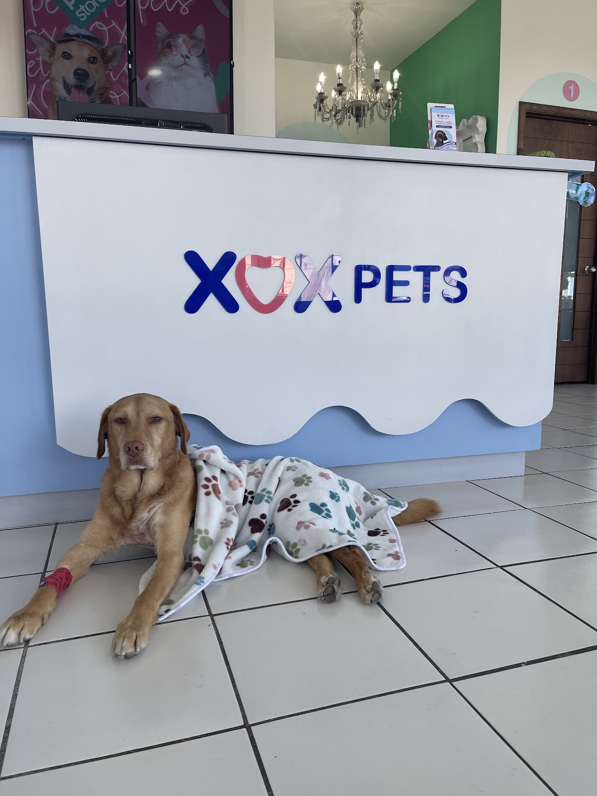 XOX Pets — foto 3