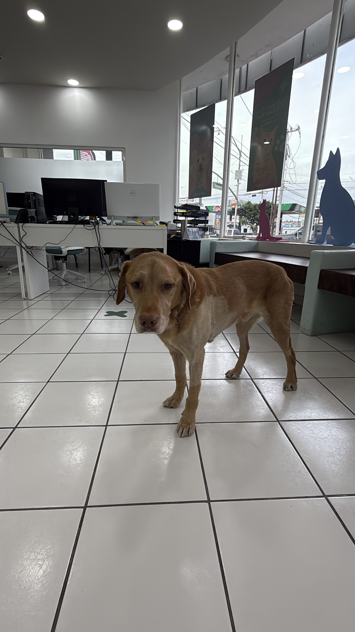 XOX Pets — foto 4