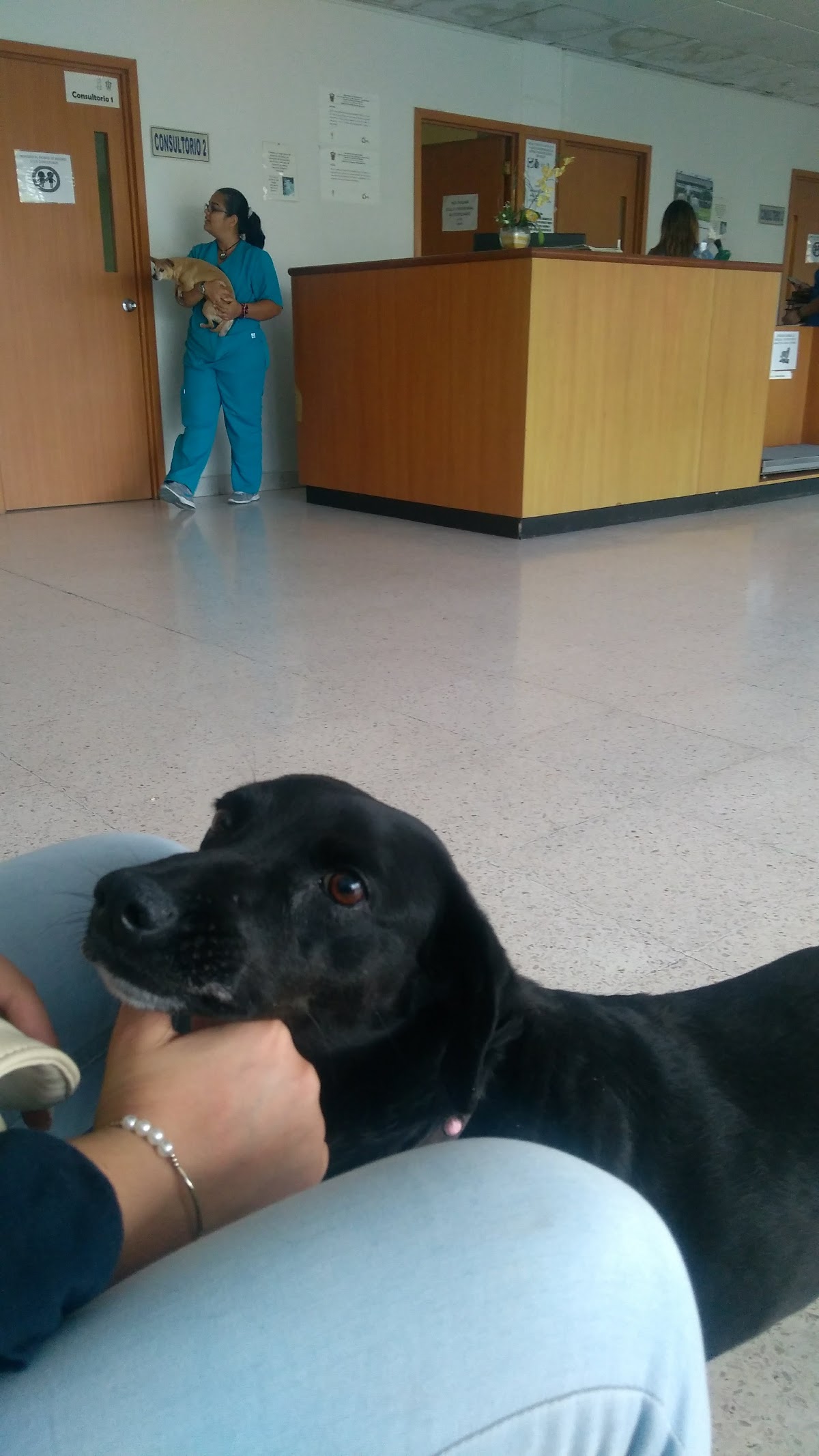 Hospital Veterinario de Pequeñas Especies — foto 3