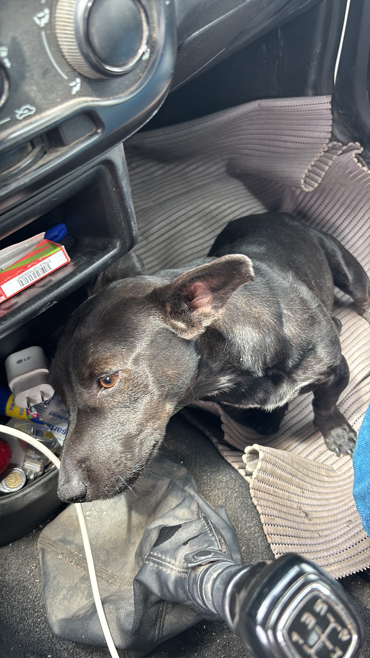 MIAUS & GUAUS — foto 4