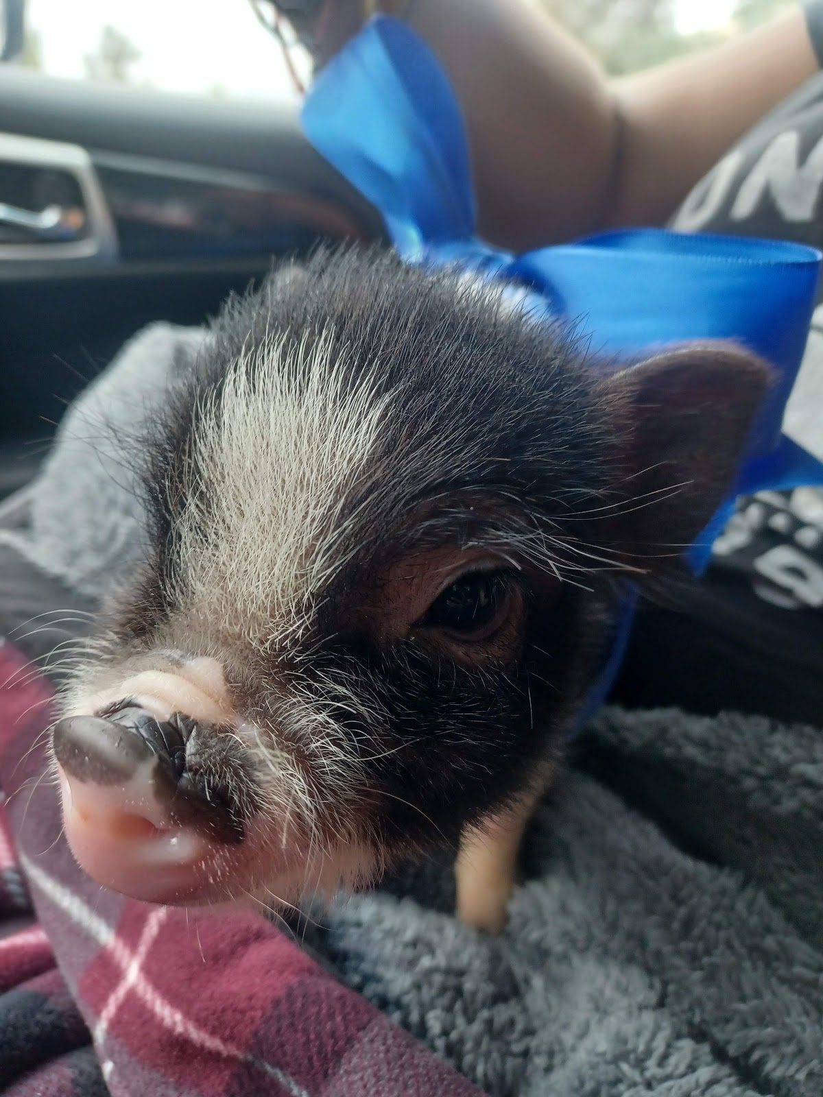 Veterinaria The Golden House OTAY — foto 4
