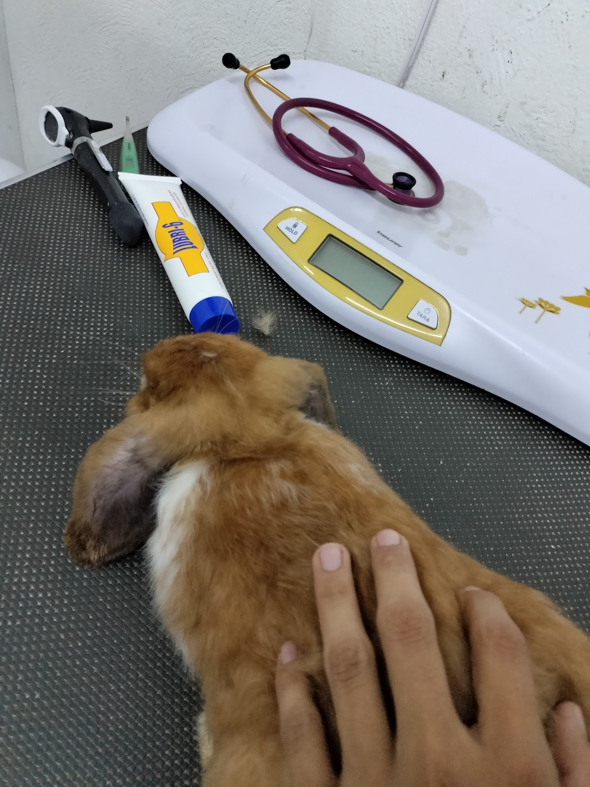 Clínica Veterinaria Planeta Fauna 🦜 — foto 4