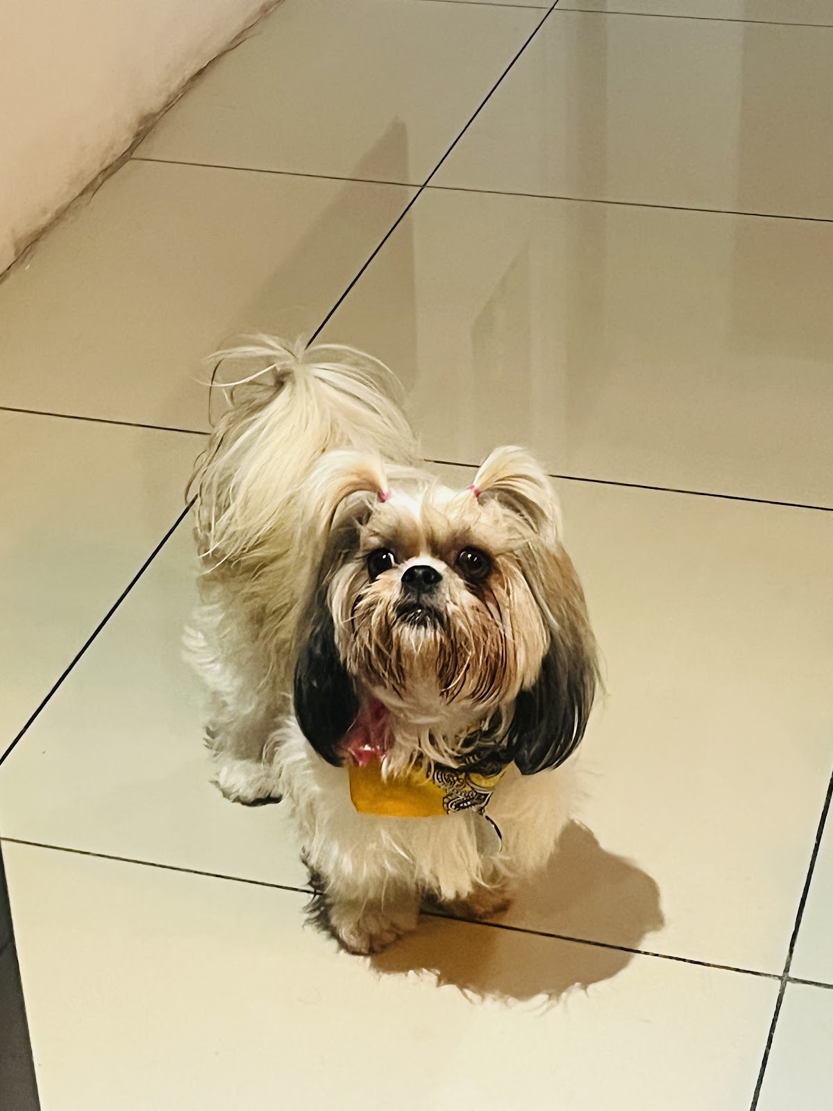PetStars | Hospital Veterinario en Cumbres | Dermatólogo Veterinario — foto 3