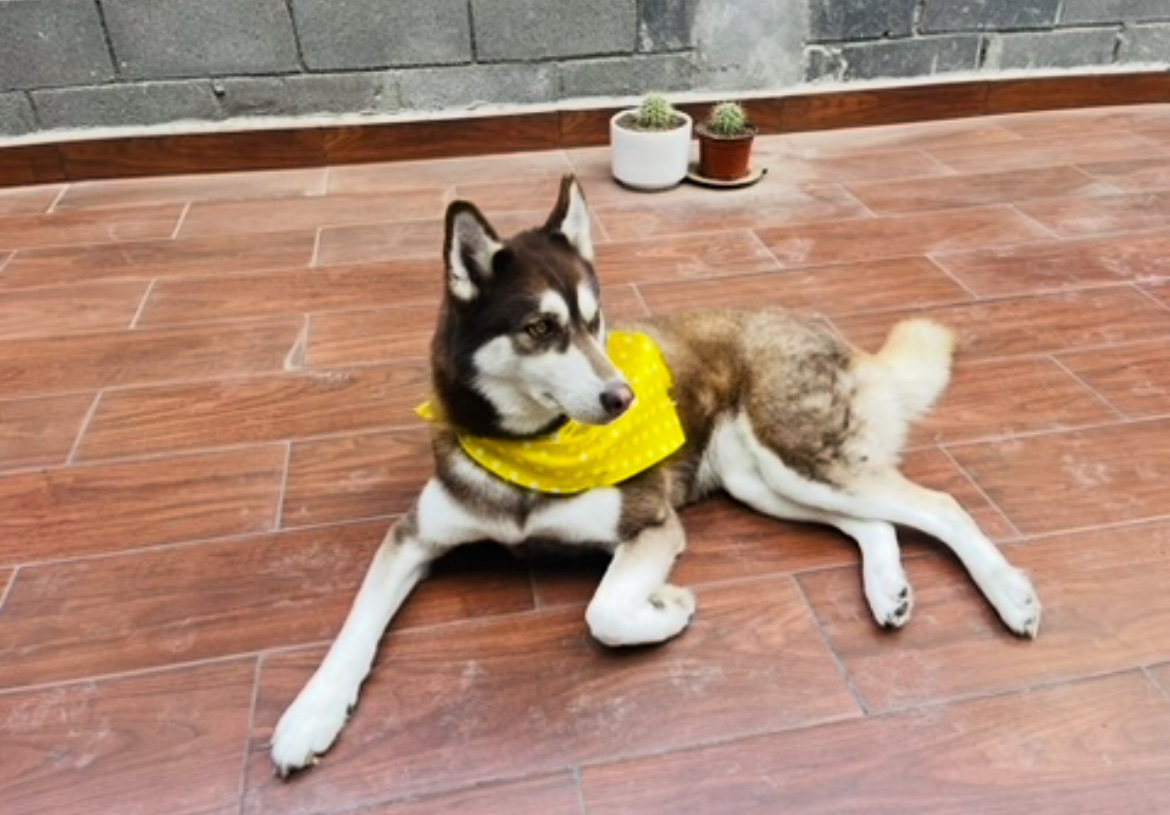 PetStars | Hospital Veterinario en Cumbres | Dermatólogo Veterinario — foto 4