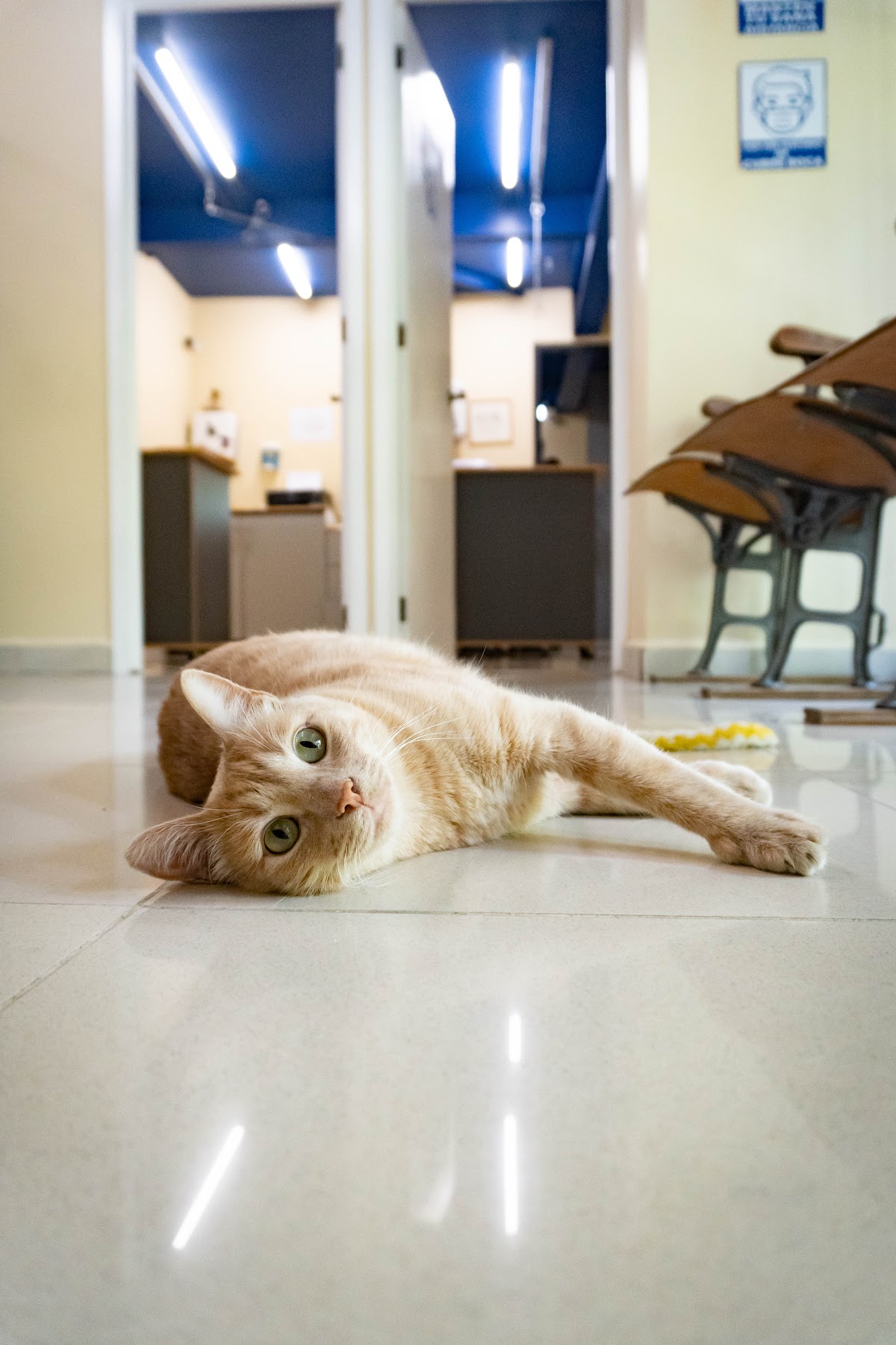 Hospital para Gatos CatCare Polanco