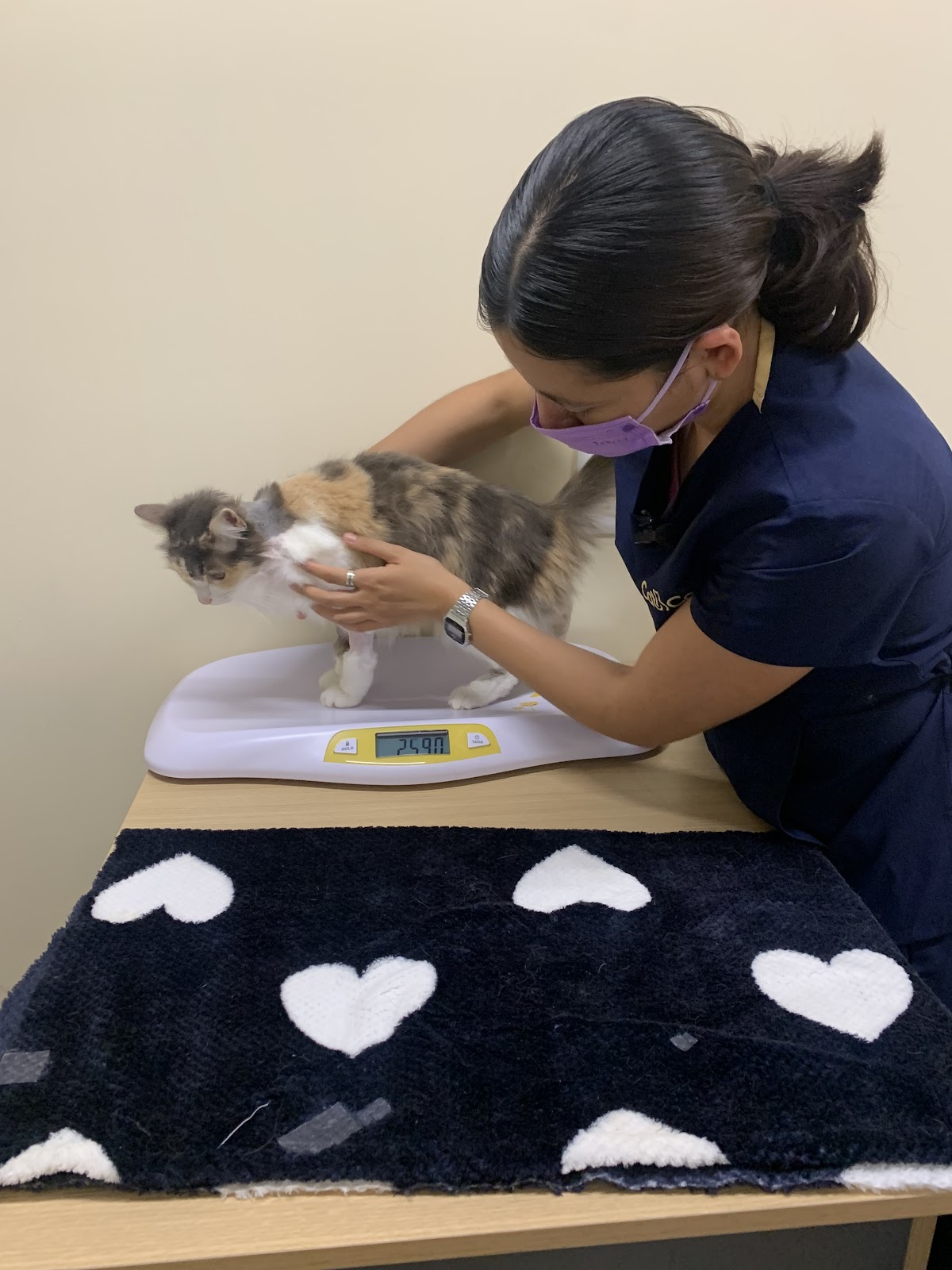 Hospital para Gatos CatCare Polanco — foto 2