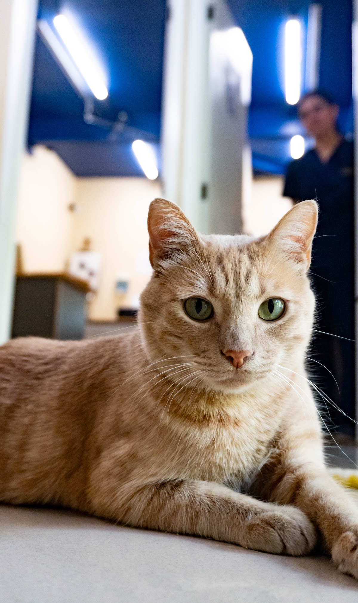 Hospital para Gatos CatCare Polanco — foto 4