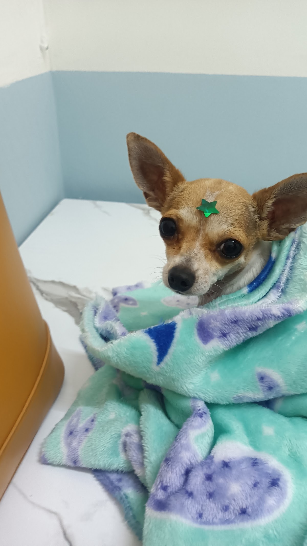 Centro Veterinario Alcalde — foto 4