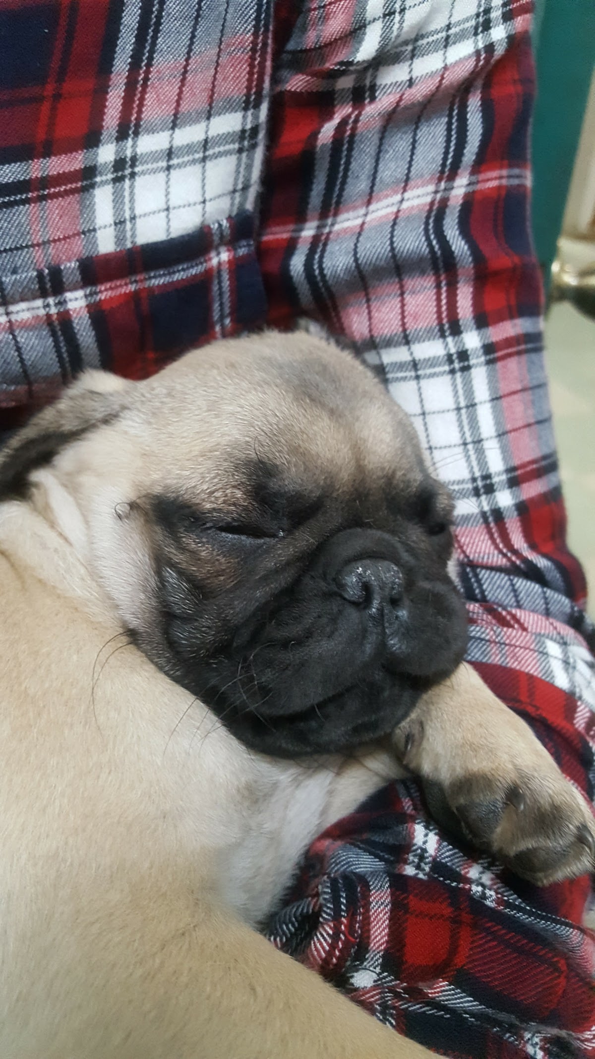 Clínica Veterinaria Mis Mascotas — foto 4