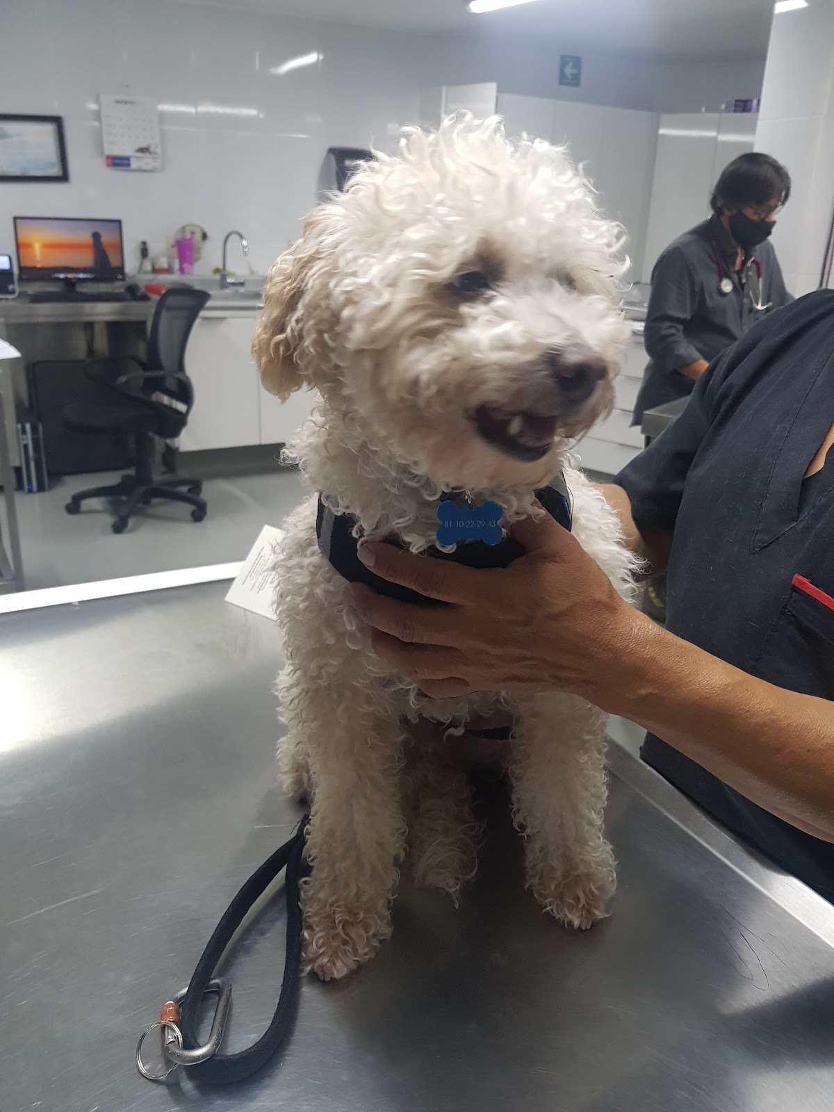 Hospital Veterinario Guadalajara — foto 2