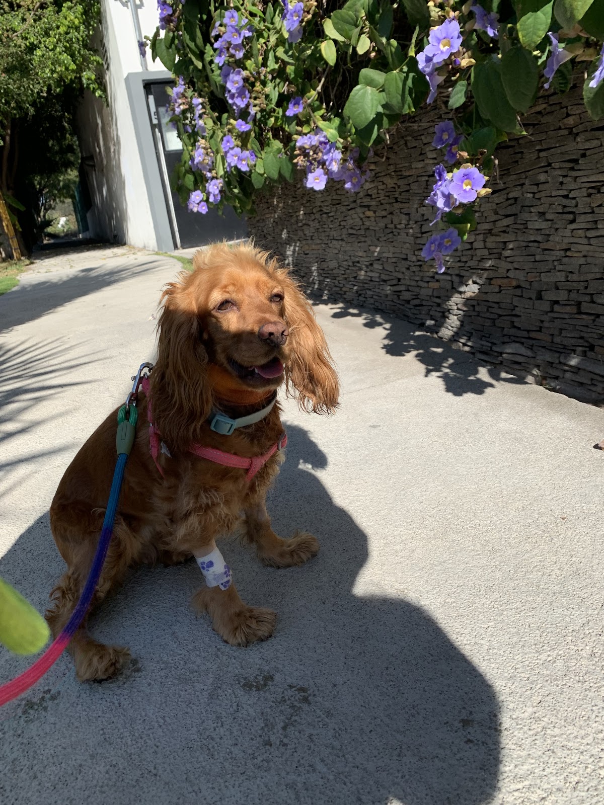 Hospital Veterinario Guadalajara — foto 3