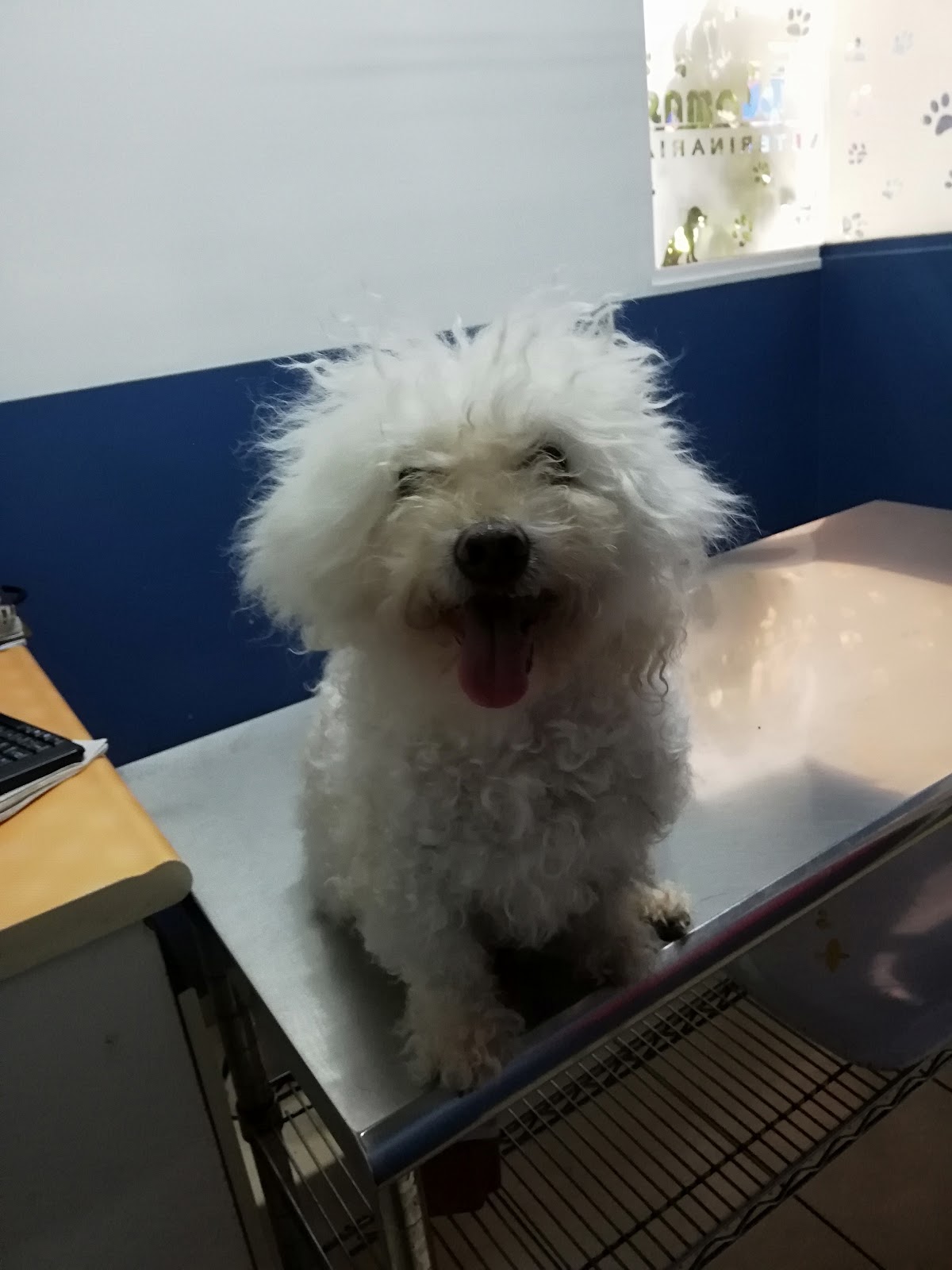 Lomas Veterinaria — foto 2
