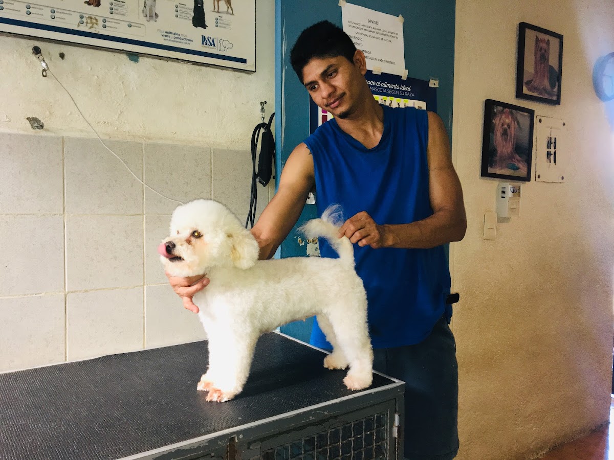 Servicios Médicos Veterinarios DR. Nah — foto 2