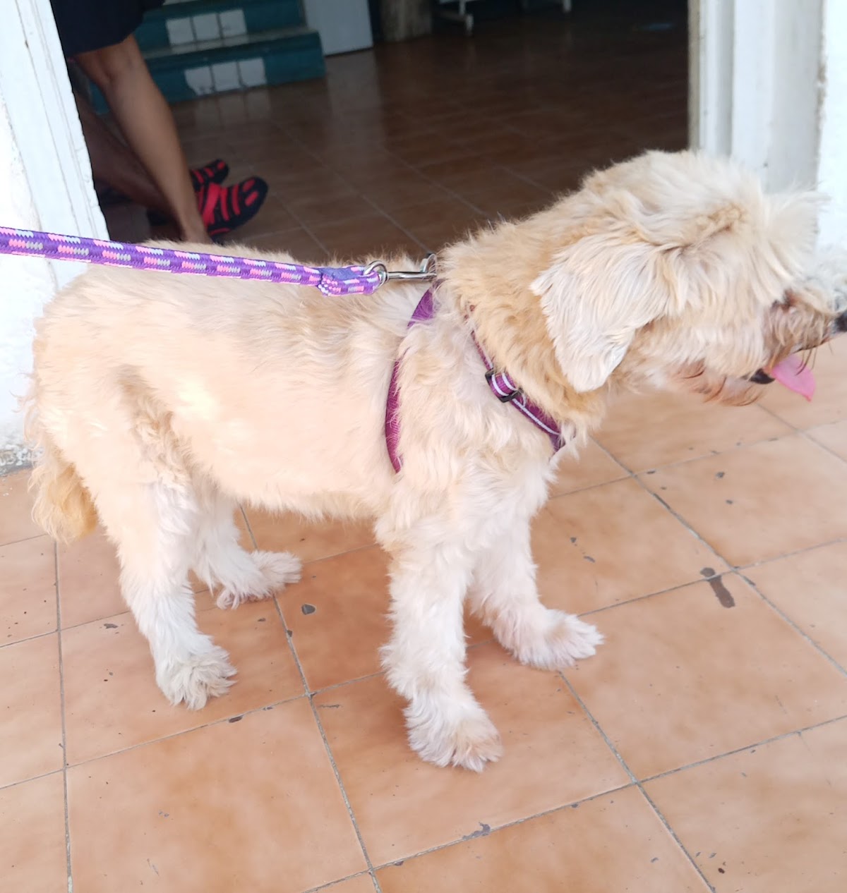 Servicios Médicos Veterinarios DR. Nah — foto 4