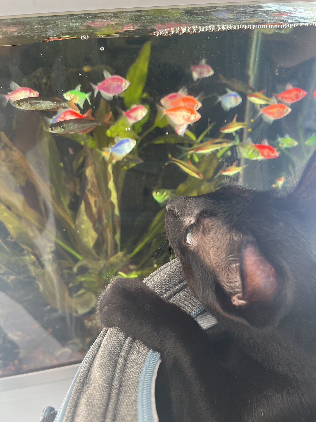 Centro Animal Cancun — foto 4