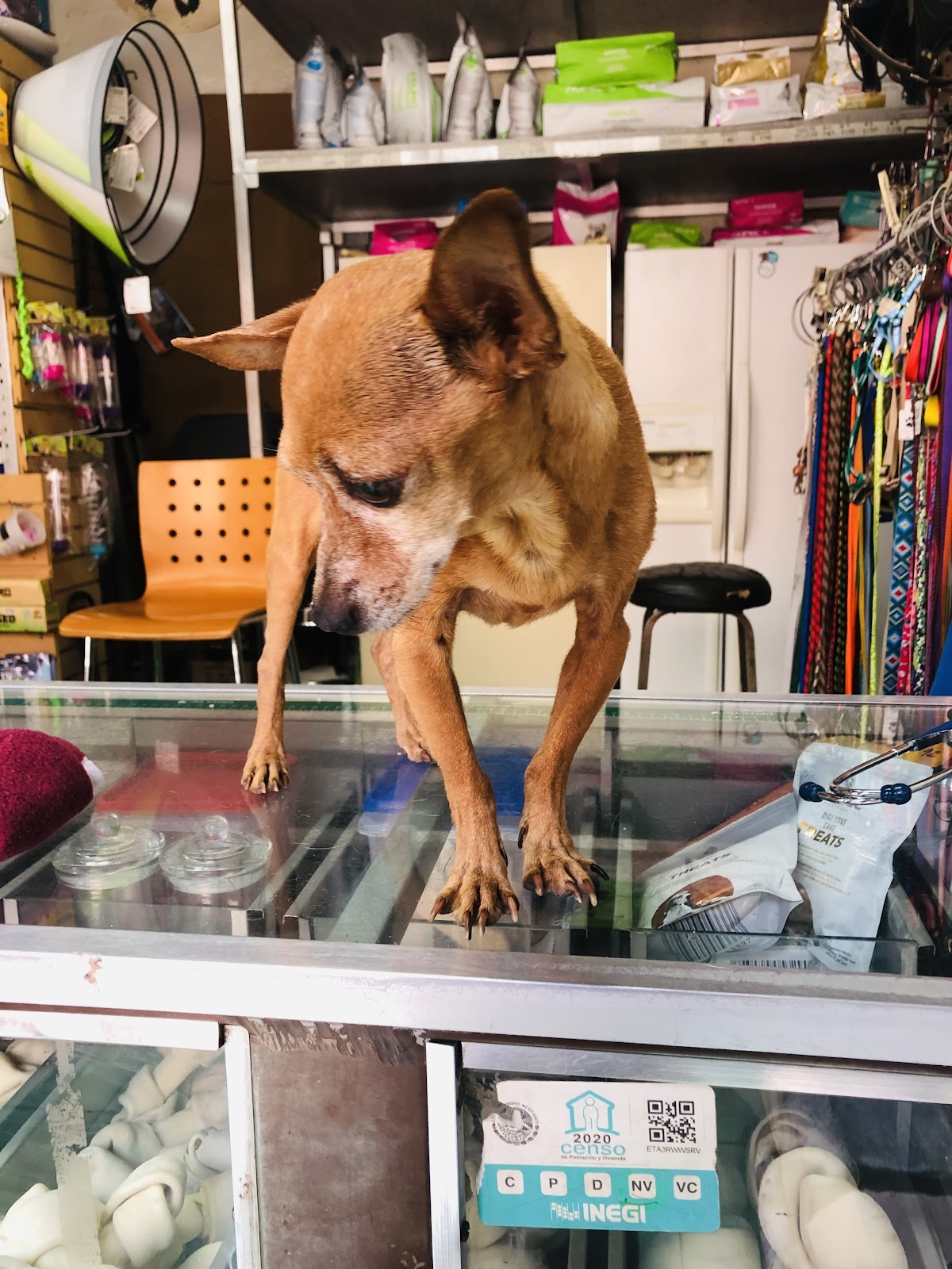 Farmacia Veterinaria Calderón — foto 4