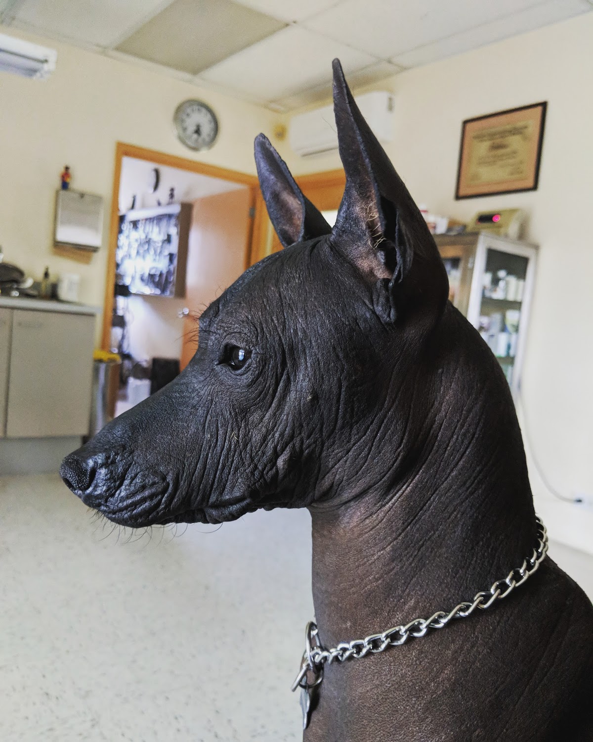 Clínica para animales Dr. Alexander — foto 2