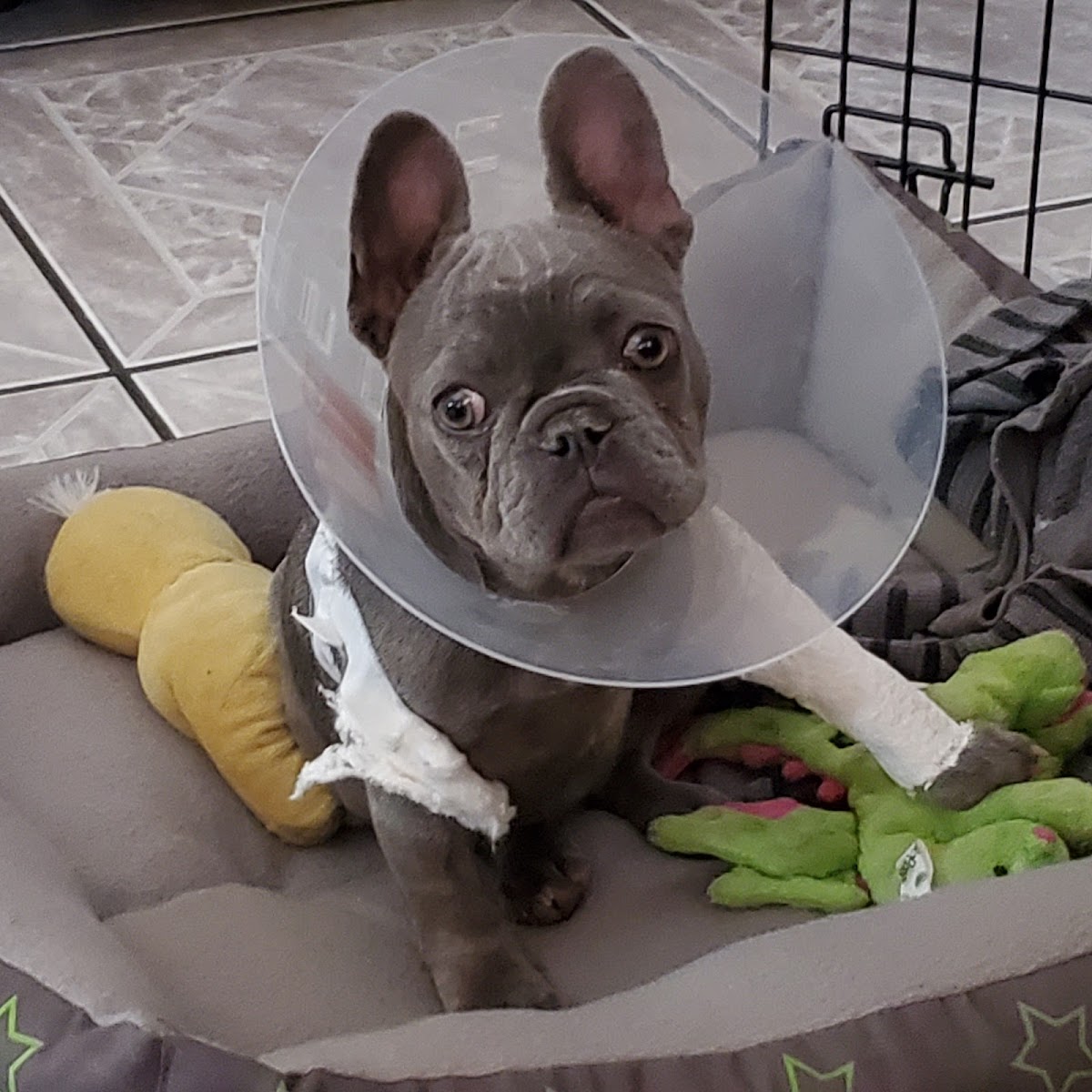 Clínica para animales Dr. Alexander — foto 4