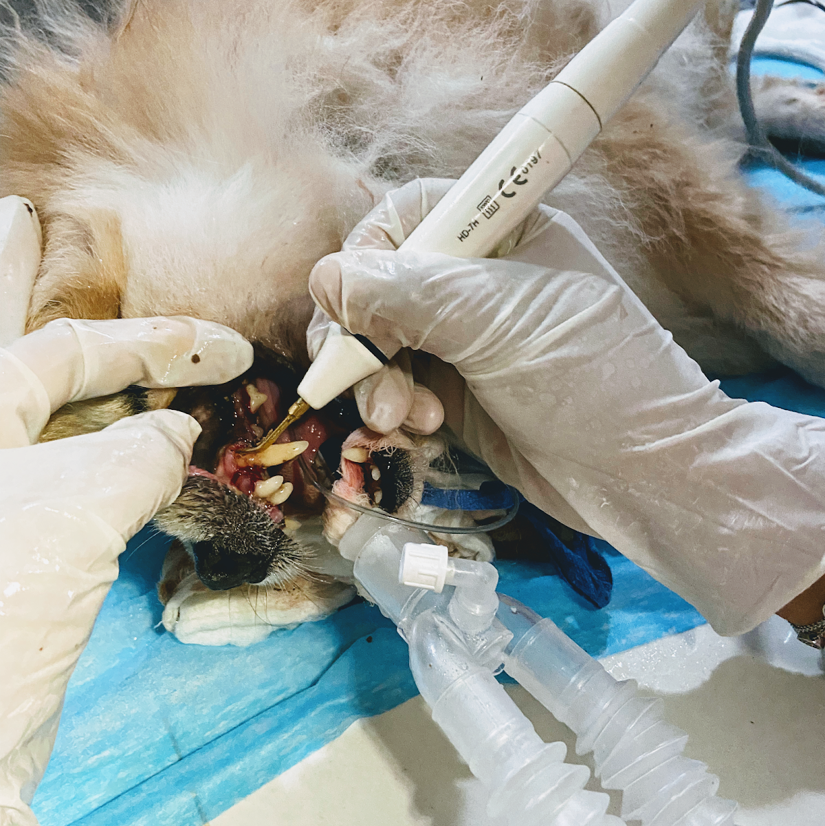 Pets Expert