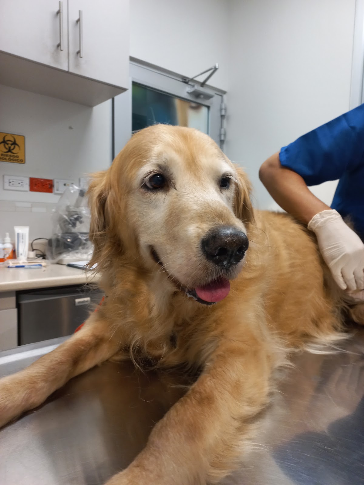 Villarreal Garza Hospital Veterinario — foto 3