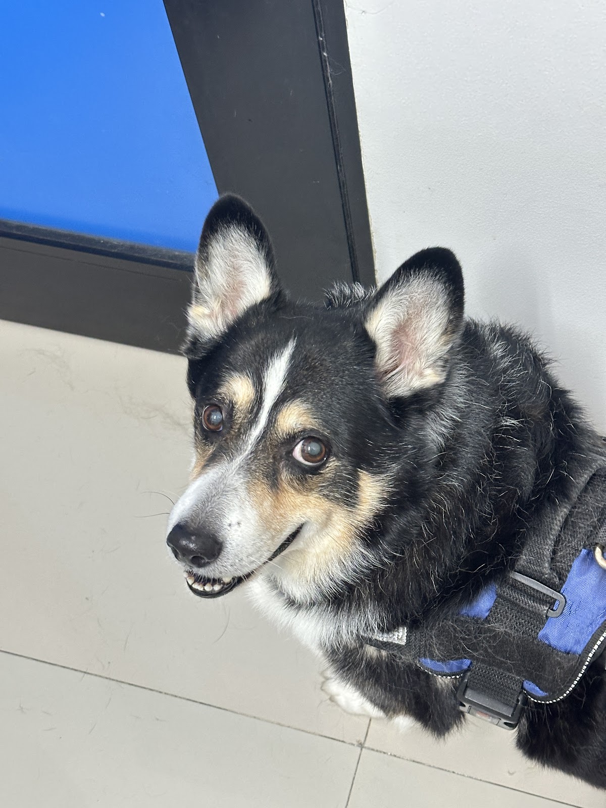 Villarreal Garza Hospital Veterinario — foto 4