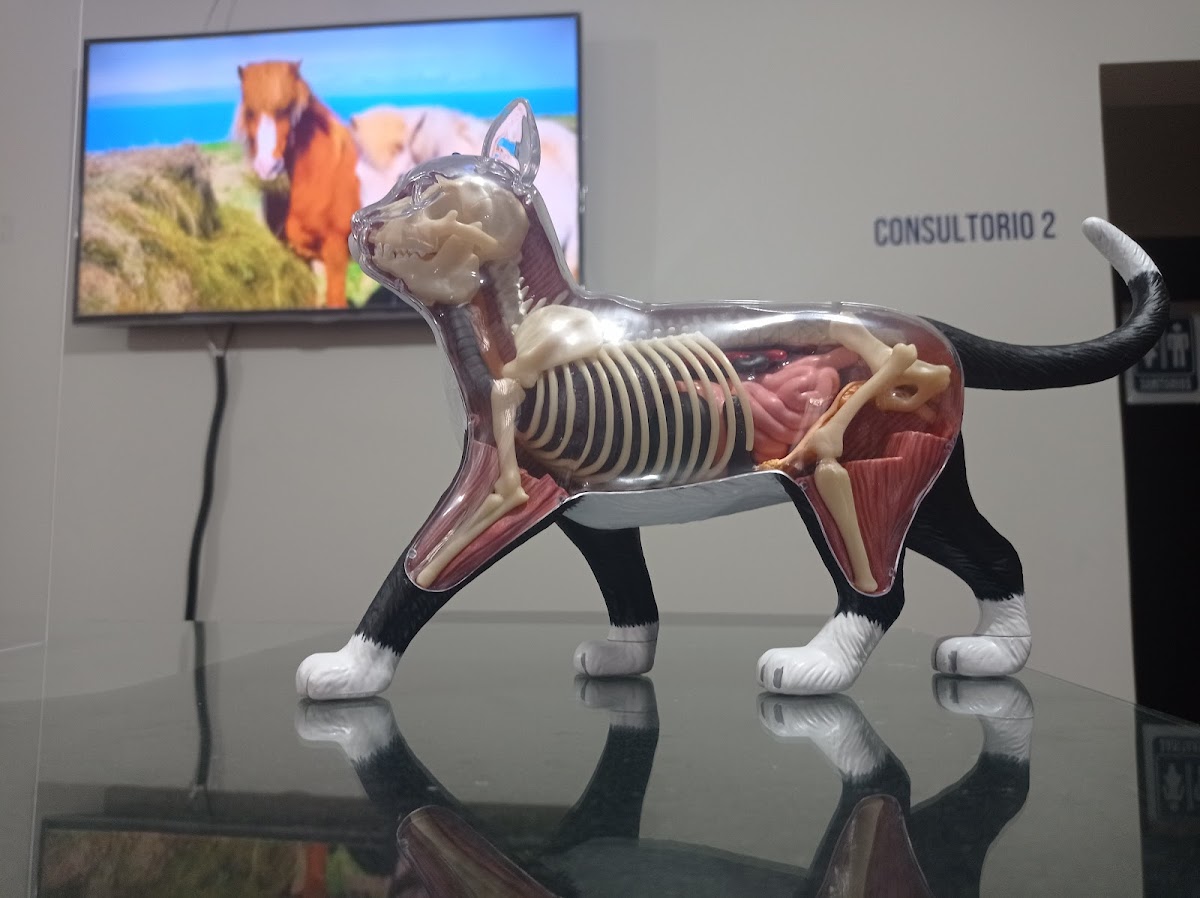 Clínica Veterinaria Dr. Cabrera — foto 4
