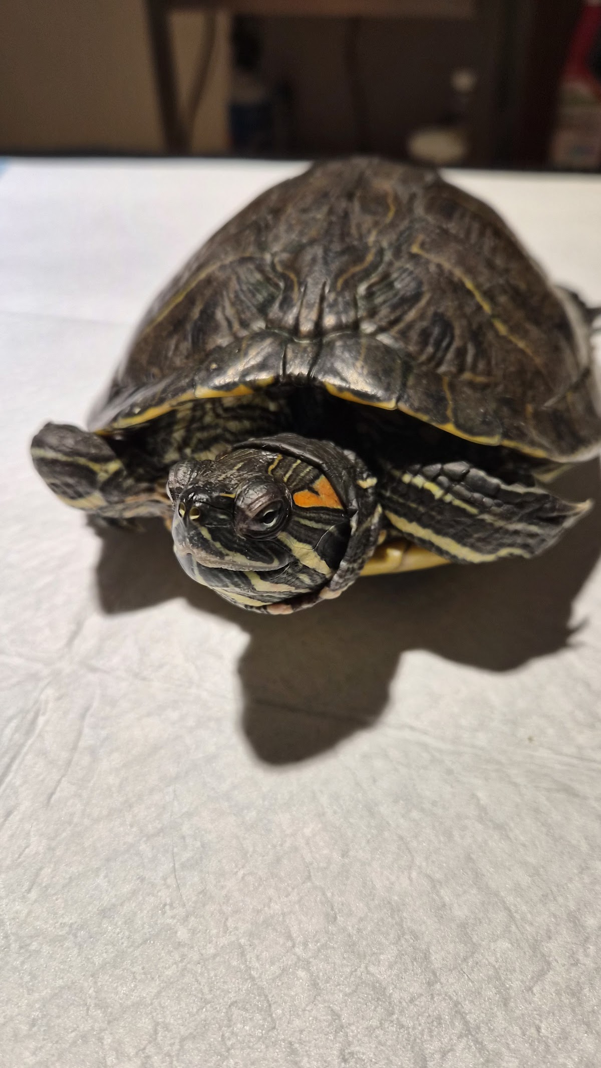 zoommum veterinaria