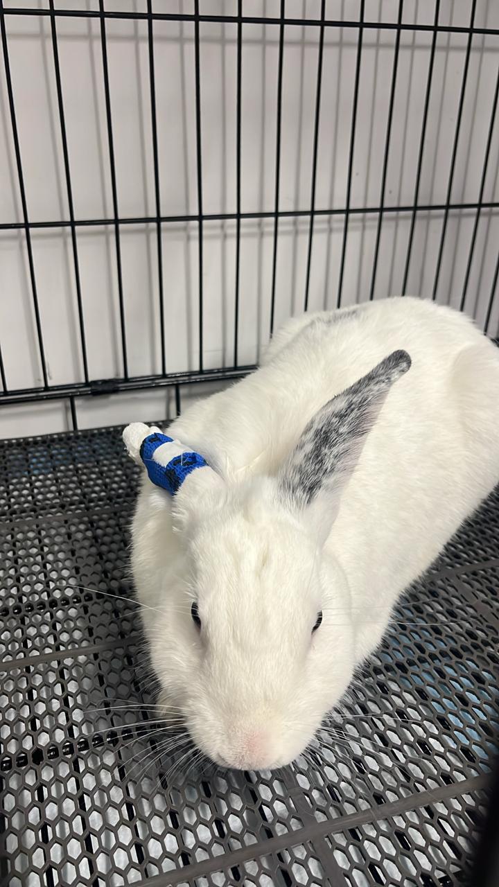 zoommum veterinaria — foto 2